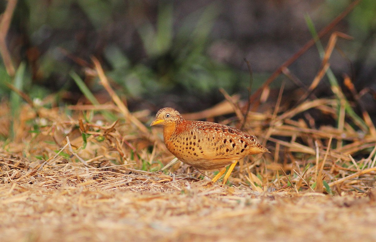 Yellow-legged Buttonquail - Krit Adirek