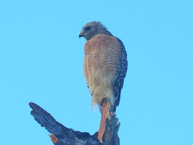 Red-shouldered Hawk - ML70019841