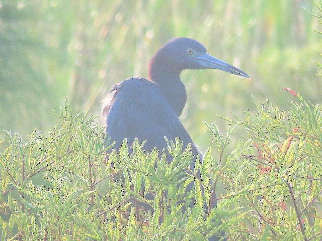 Little Blue Heron - ML70020001