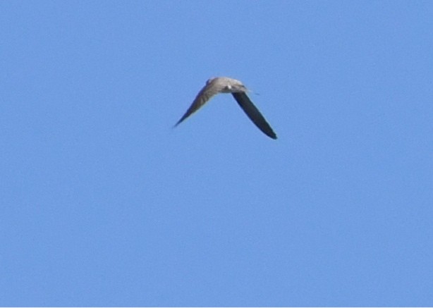 Northern Rough-winged Swallow - Suzanne Zuckerman