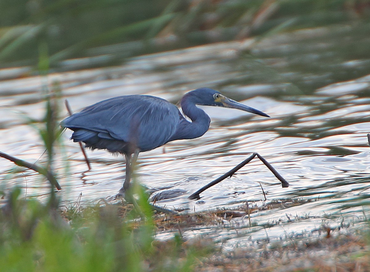 Little Blue x Tricolored Heron (hybrid) - ML70021981