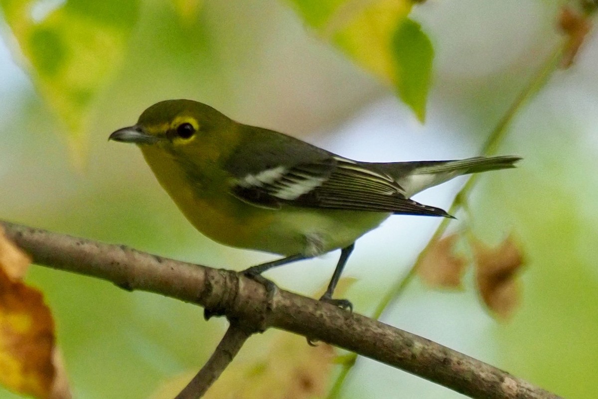 Yellow-throated Vireo - ML70022171