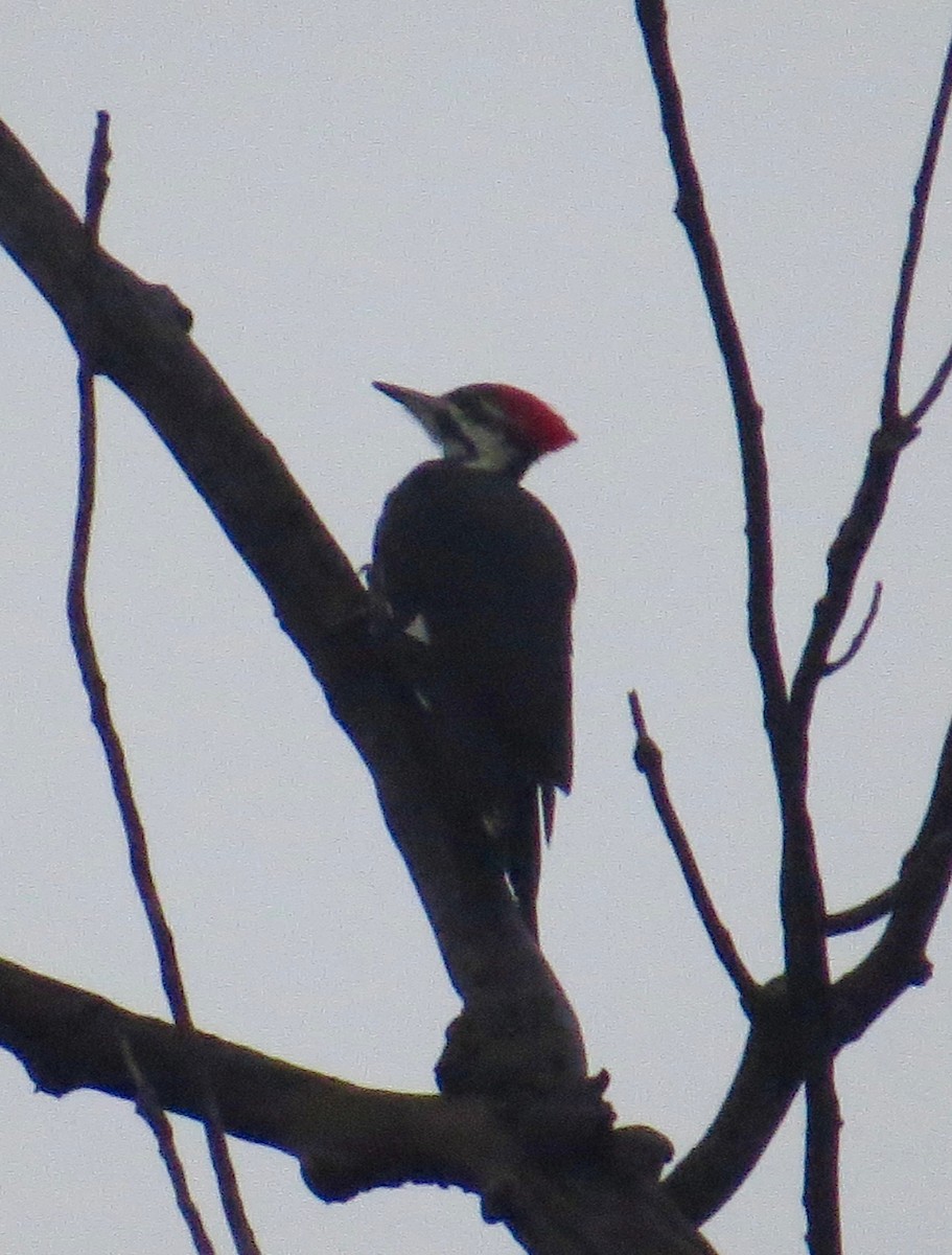 Pileated Woodpecker - ML70024661