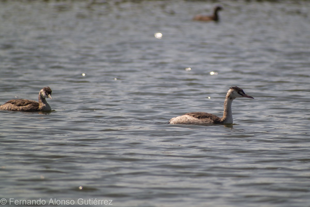 Great Crested Grebe - ML70026341