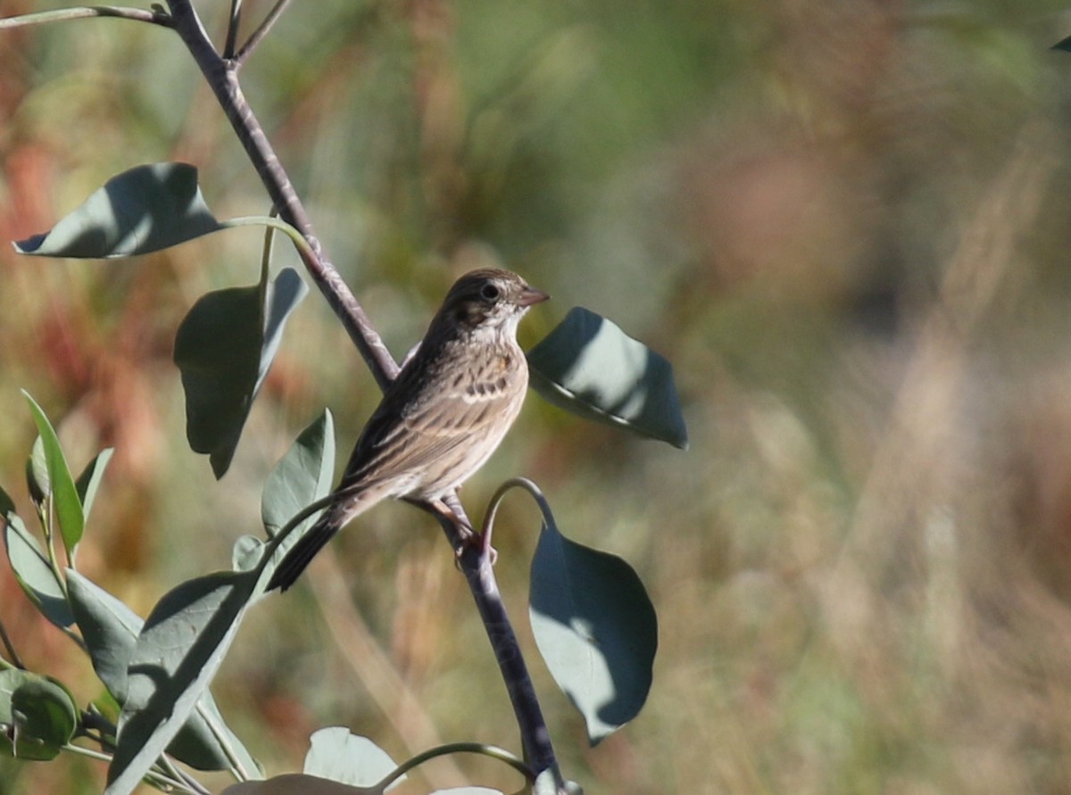 Vesper Sparrow - ML70026651