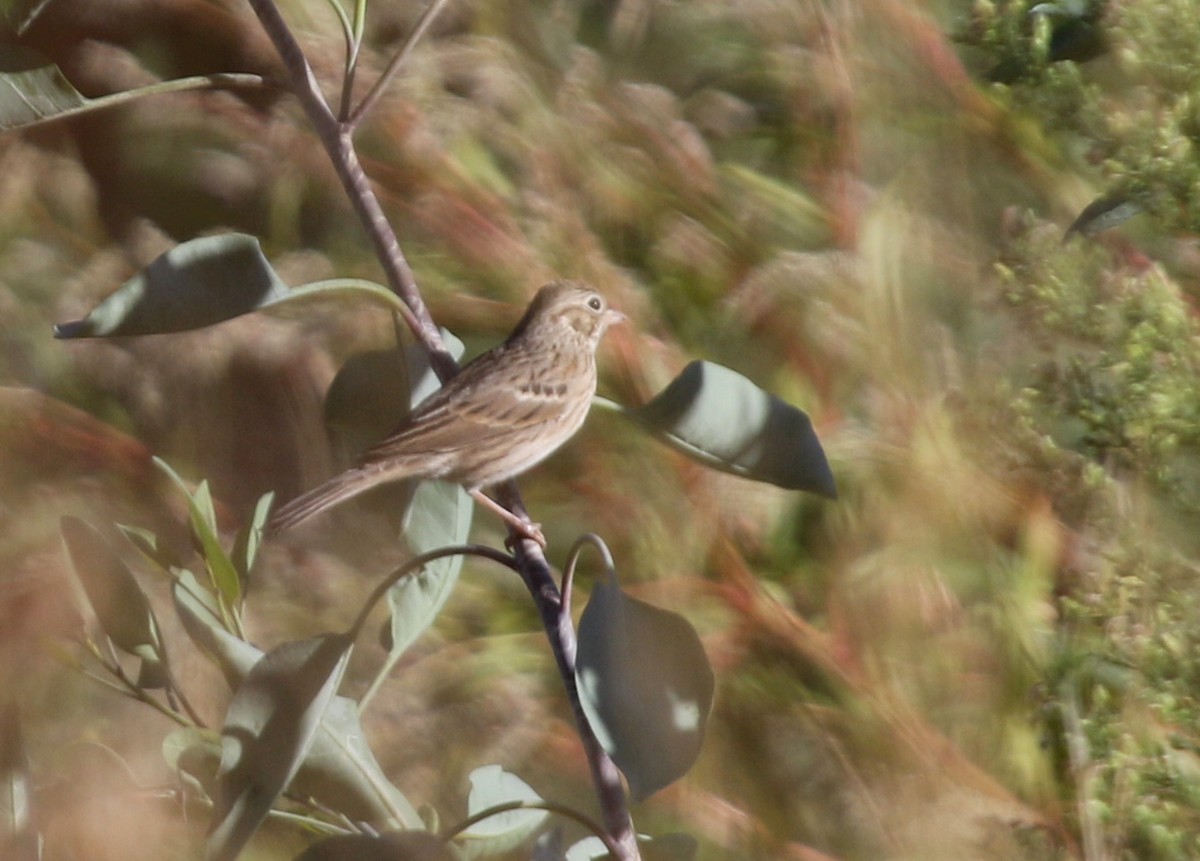 Vesper Sparrow - ML70026661