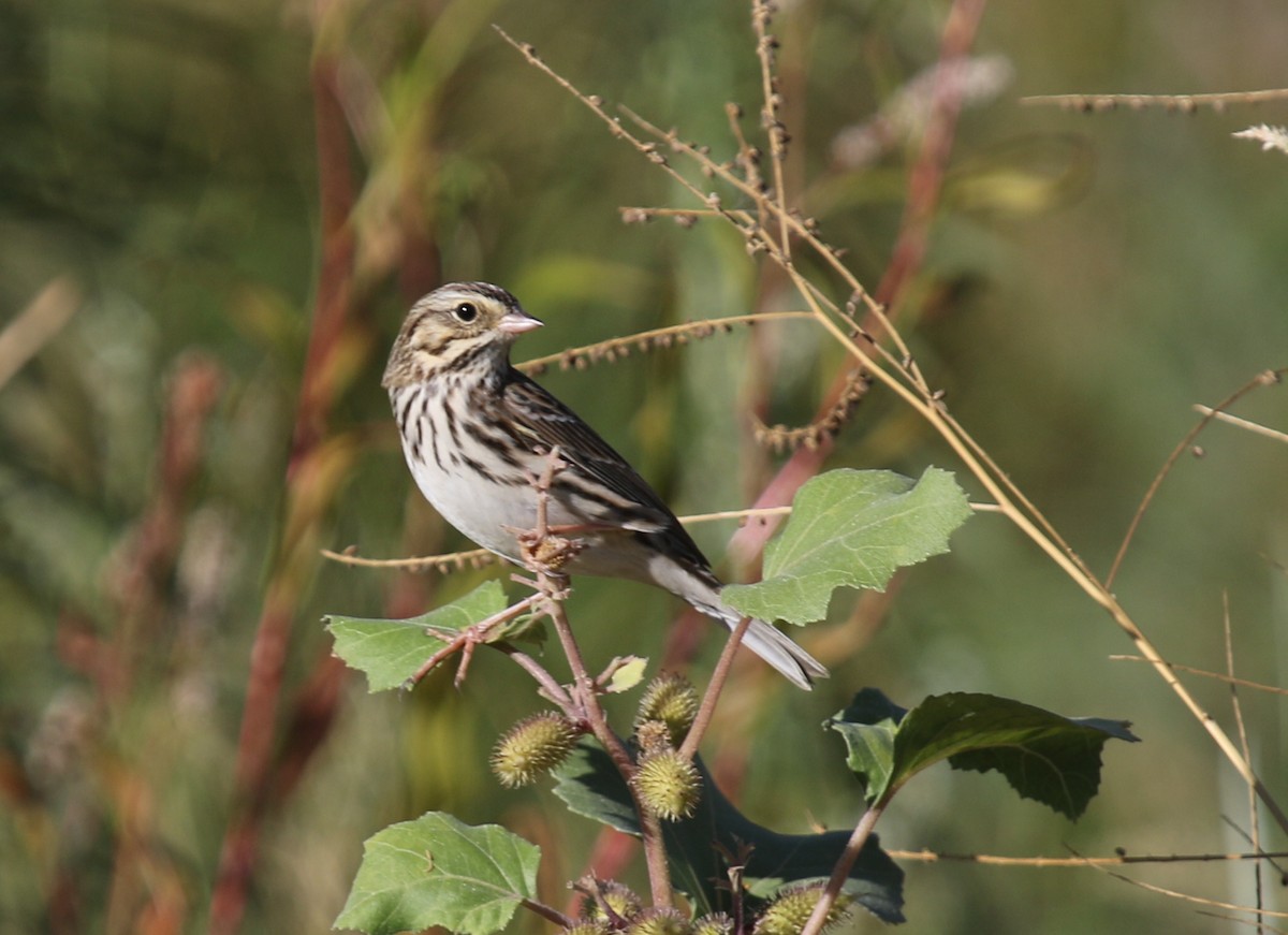 Savannah Sparrow - ML70026671