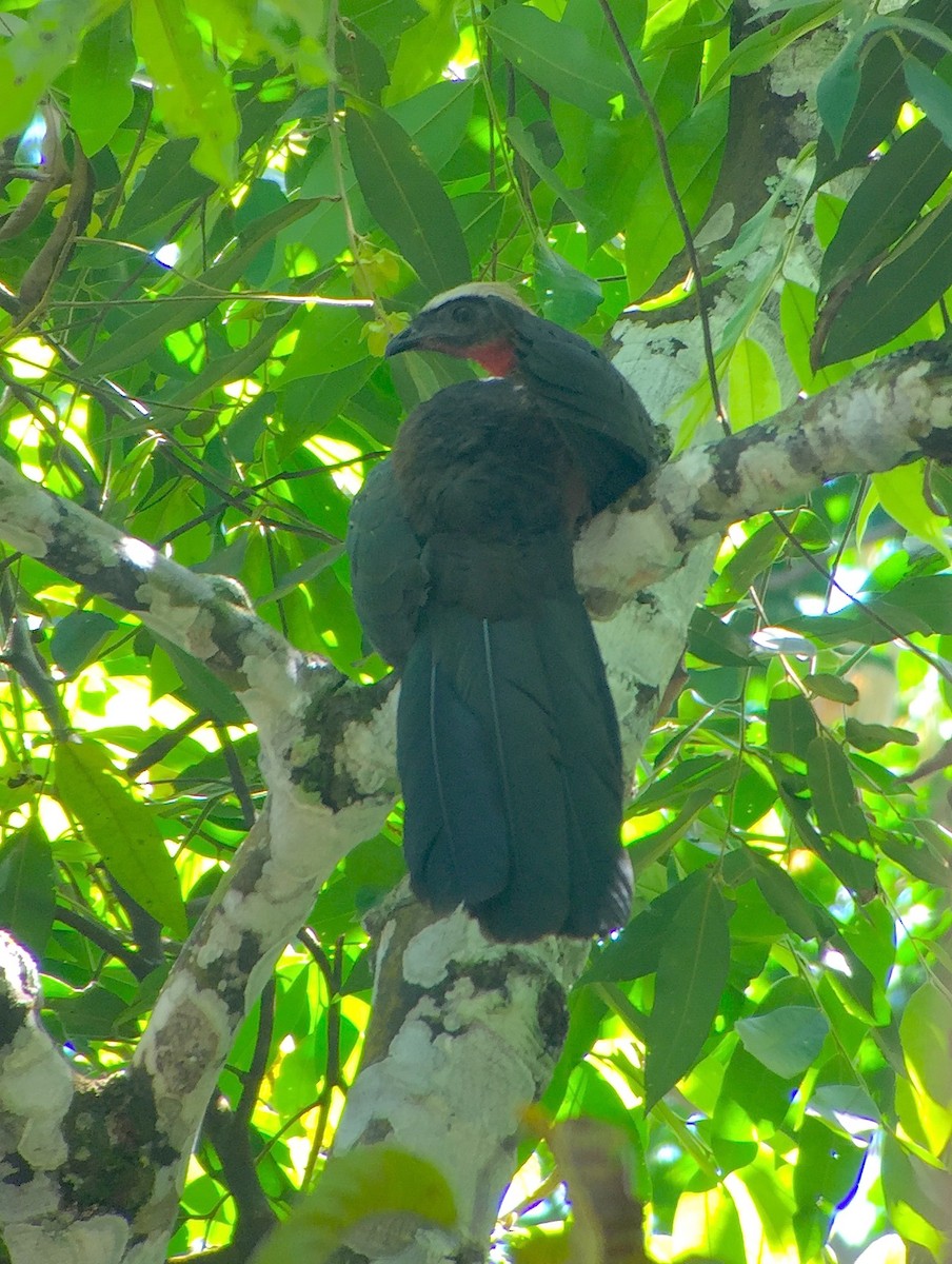 White-crested Guan - ML70027091