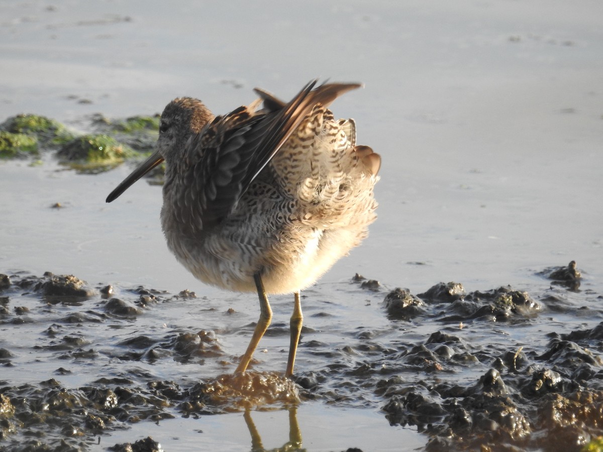Long-billed Dowitcher - ML70027781