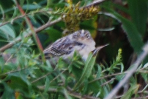 Grasshopper Sparrow - ML70028241