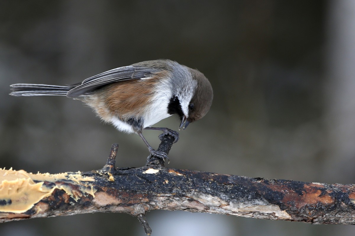 Boreal Chickadee - Laura Keene