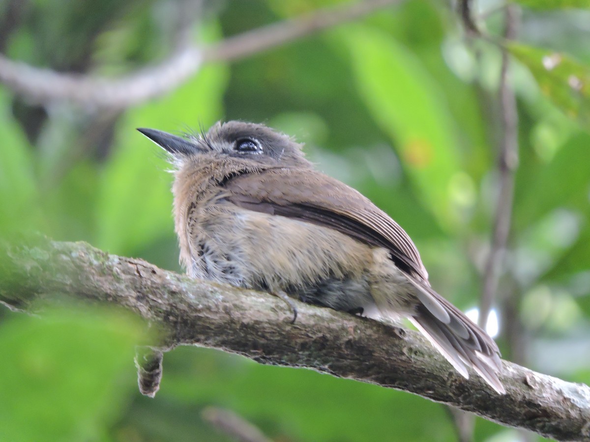 Rusty-breasted Nunlet - ML70031981