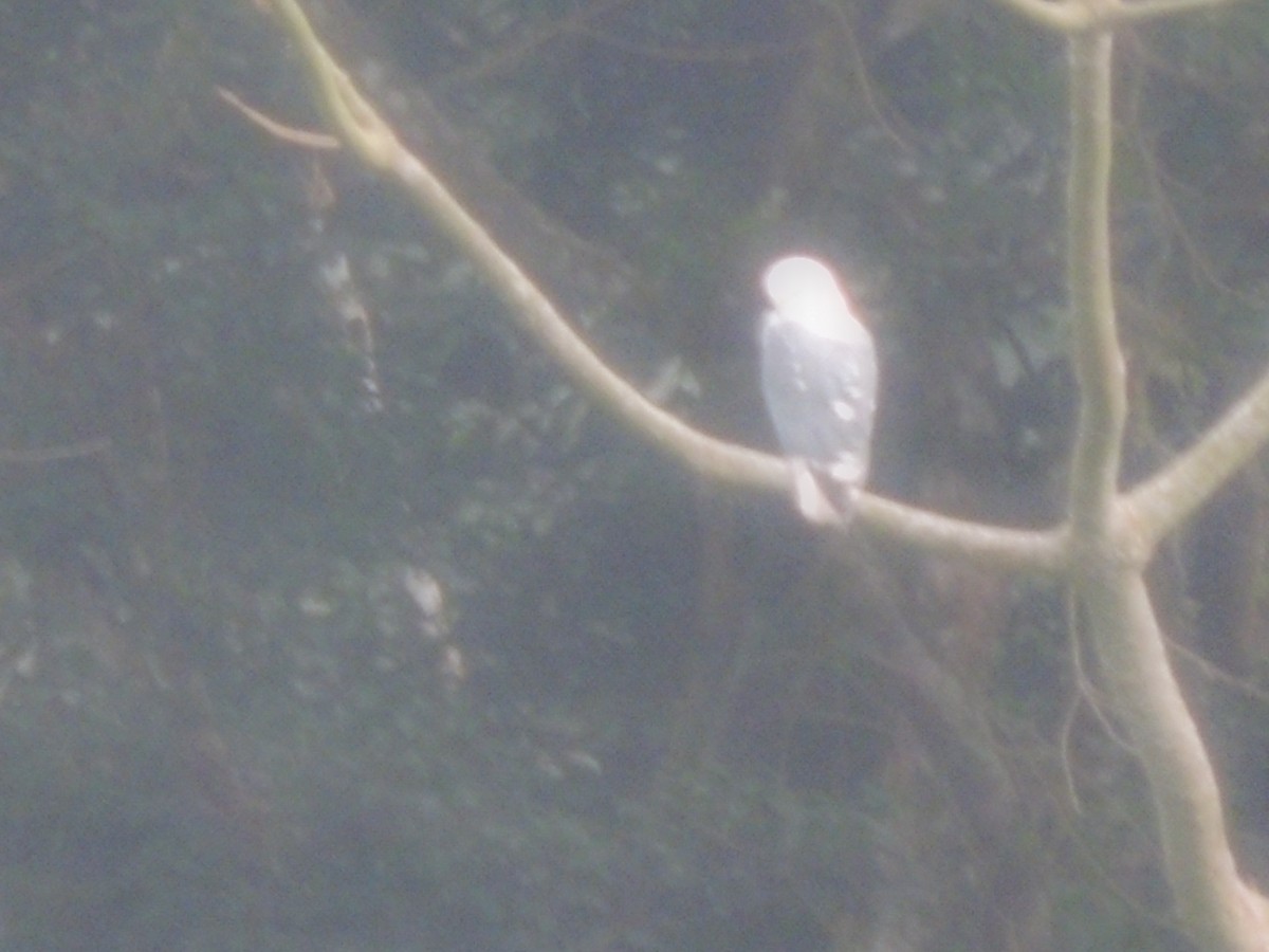 Mantled Hawk - ML70032131