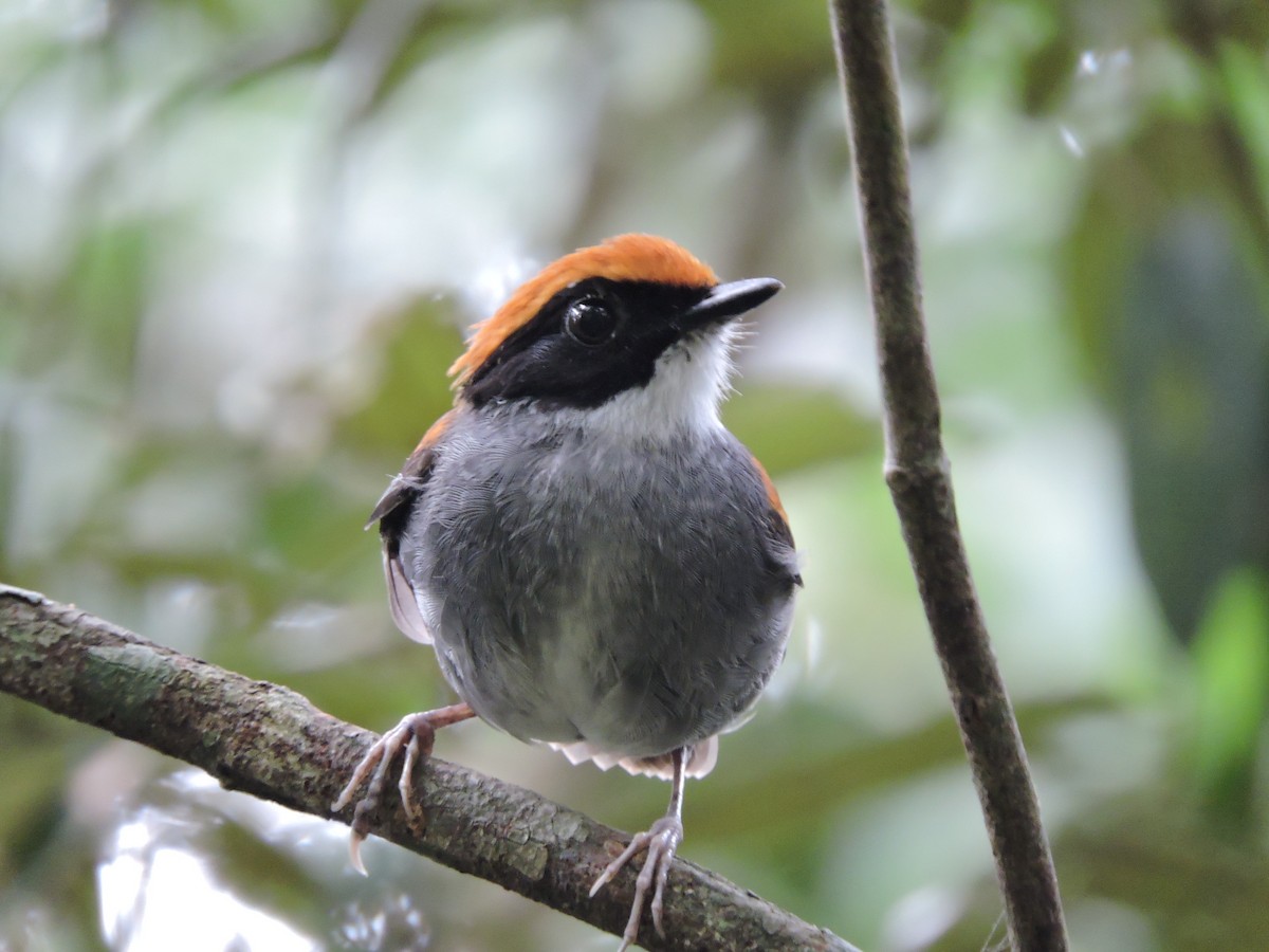 Black-cheeked Gnateater - ML70032261