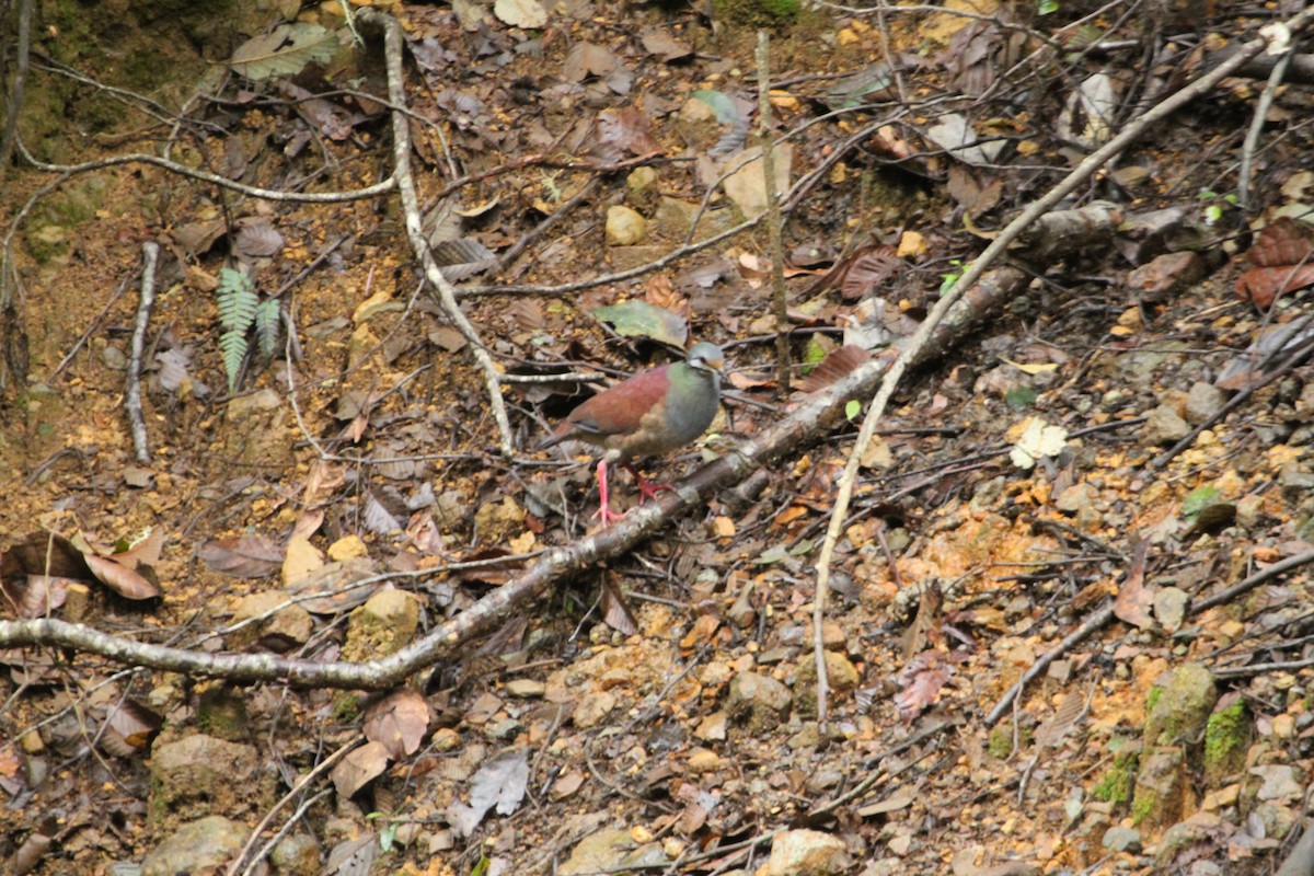 Buff-fronted Quail-Dove - ML70034201