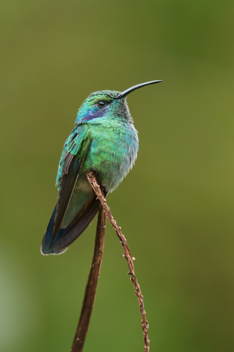 kolibřík modrouchý (ssp. cabanidis) - ML70034291
