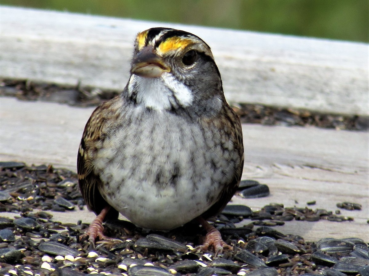 White-throated Sparrow - Chris  Brobin