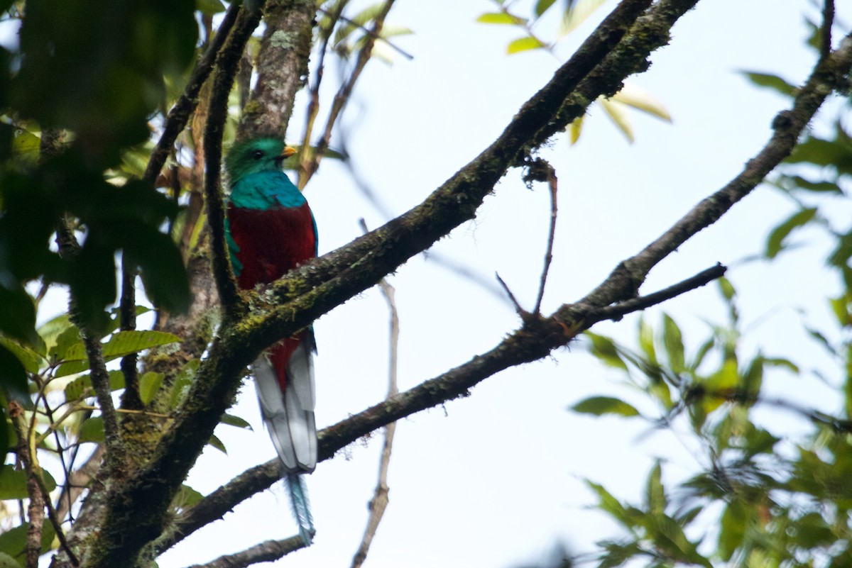 Quetzal resplendissant (costaricensis) - ML70034631