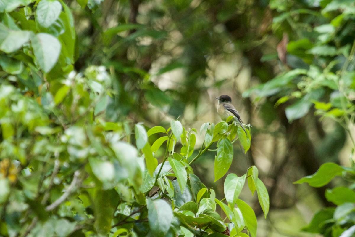 Black-capped Flycatcher - ML70034801