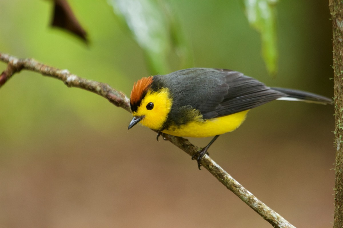 Collared Redstart - Will Sweet