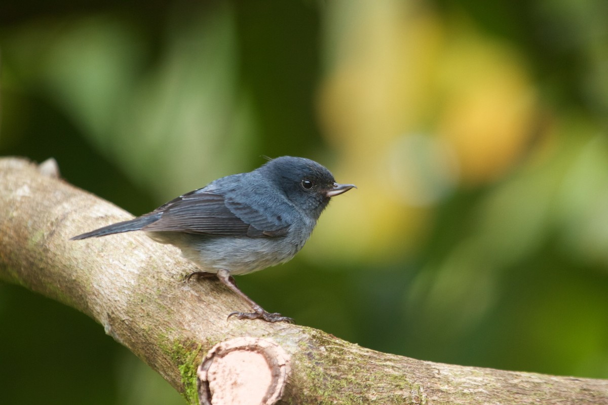 Slaty Flowerpiercer - ML70035841