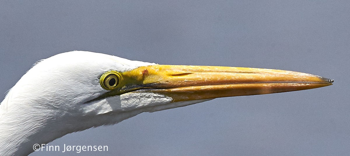 Great Egret (African) - Finn Jørgensen