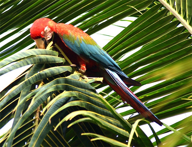 Red-and-green Macaw - Erico Baukat