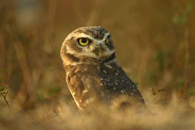Burrowing Owl - Erico Baukat