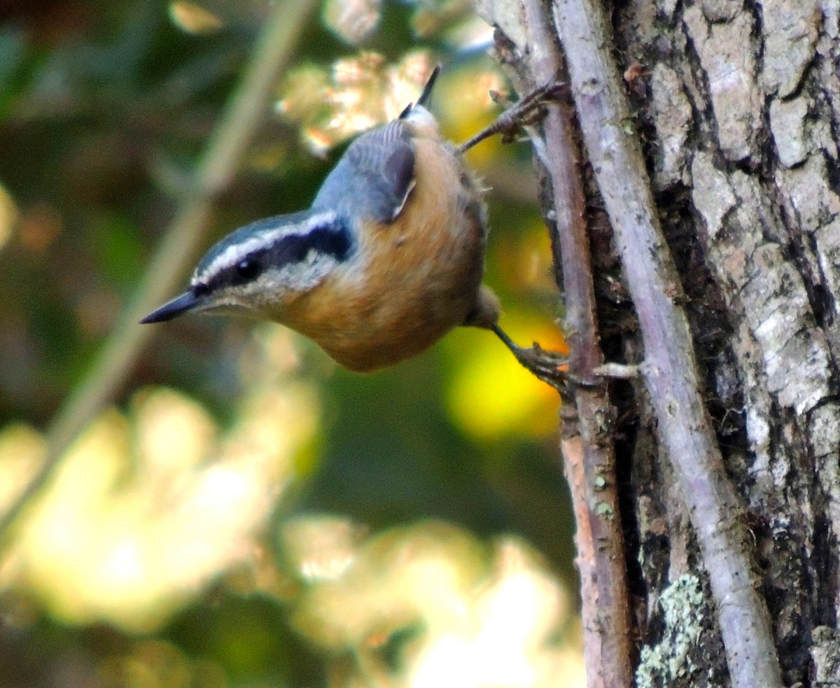 Red-breasted Nuthatch - ML70038851