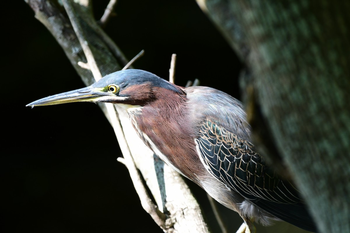 Green Heron - ML70039231