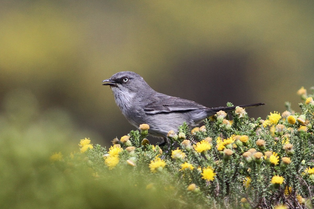 Layard's Warbler - John Martin