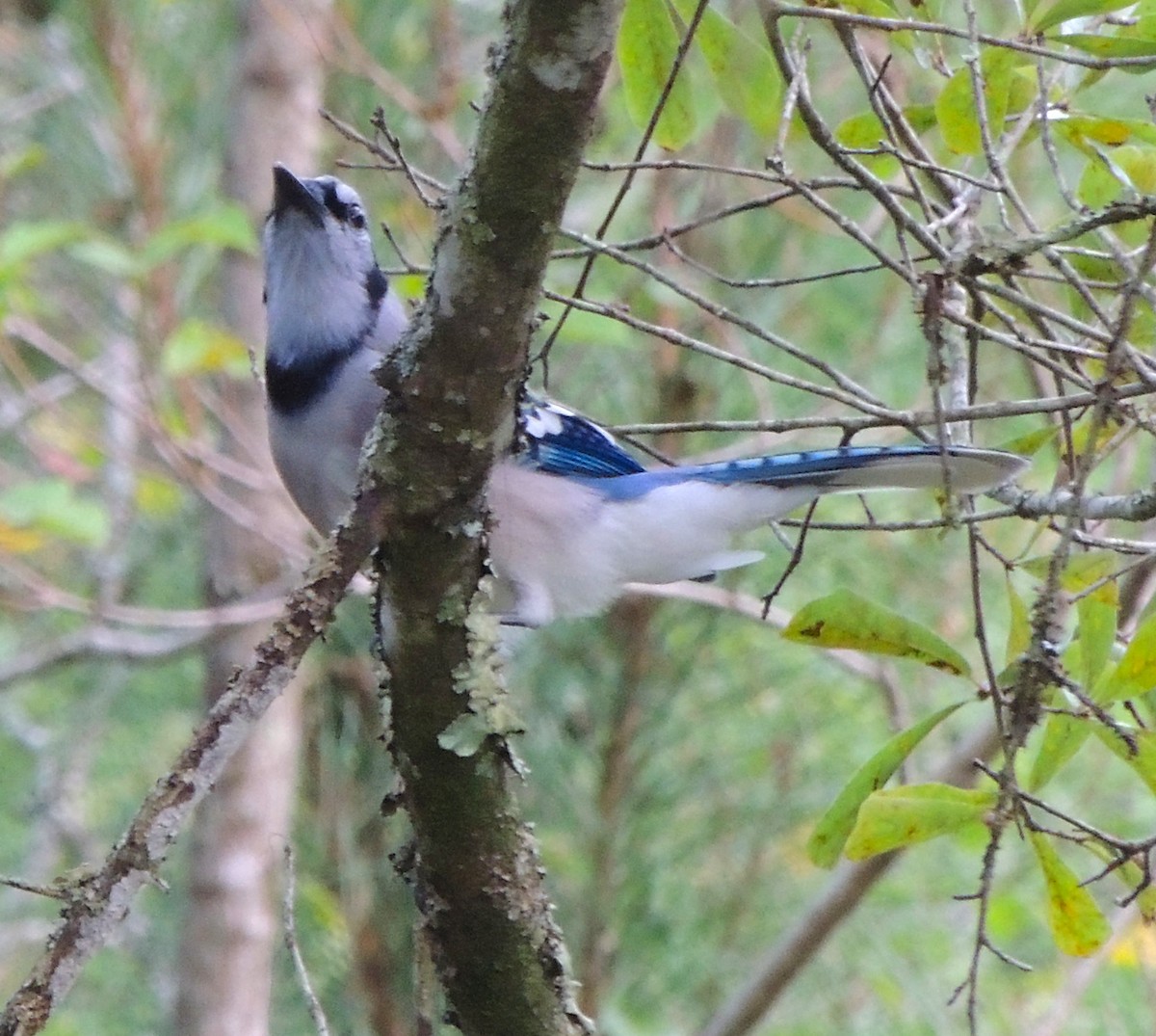 Blauhäher - ML70039351