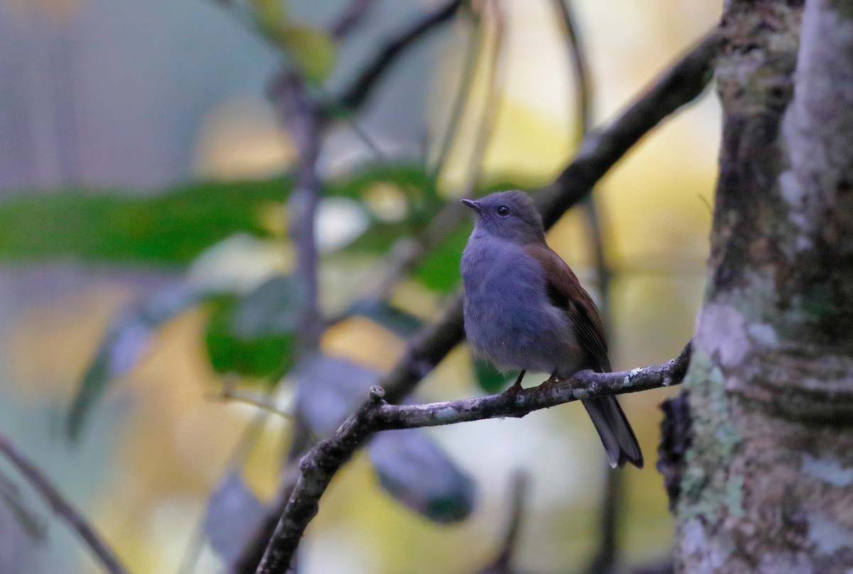 Andean Solitaire - ML70040081