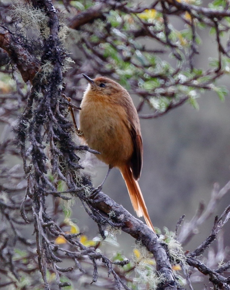 Tawny Tit-Spinetail - ML70040371