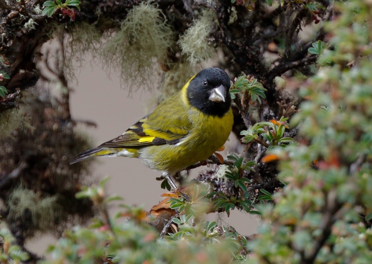 Thick-billed Siskin - ML70040451