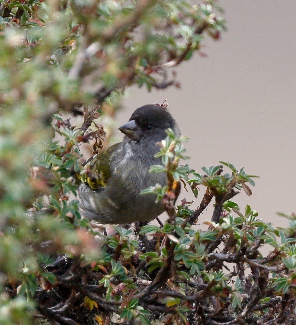 Thick-billed Siskin - ML70040461