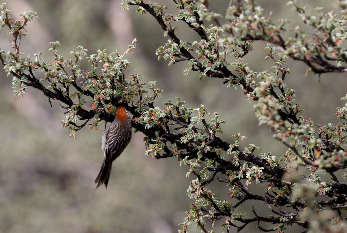 White-browed Tit-Spinetail - ML70040491