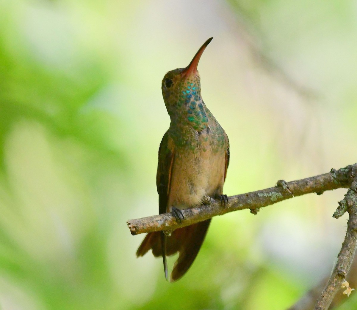 kolibřík yukatanský - ML70041321