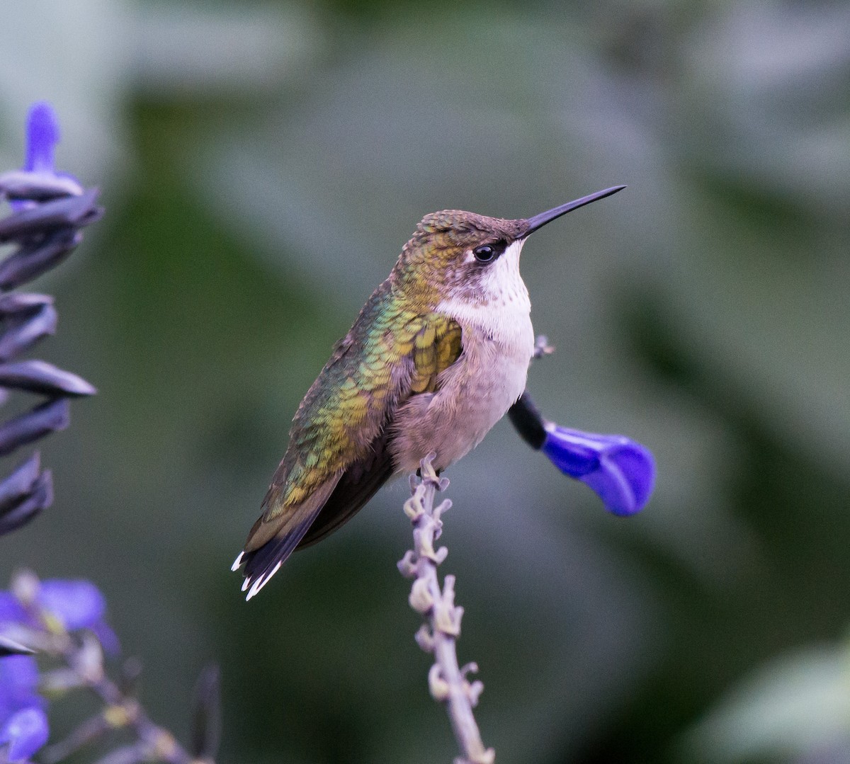 Ruby-throated Hummingbird - ML70041391