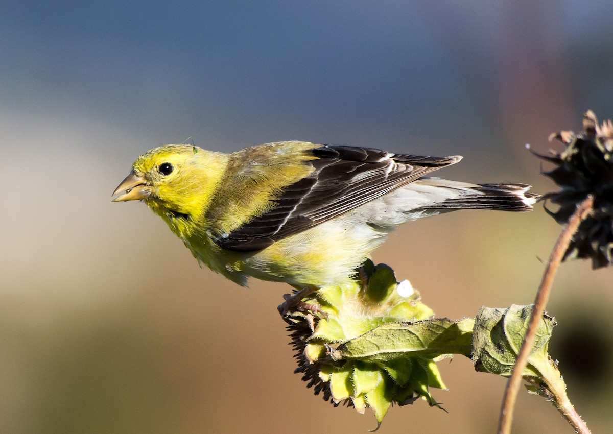 American Goldfinch - ML70041641