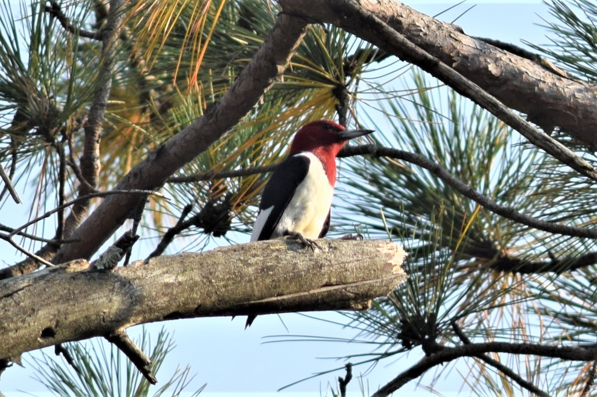 Red-headed Woodpecker - ML70042291