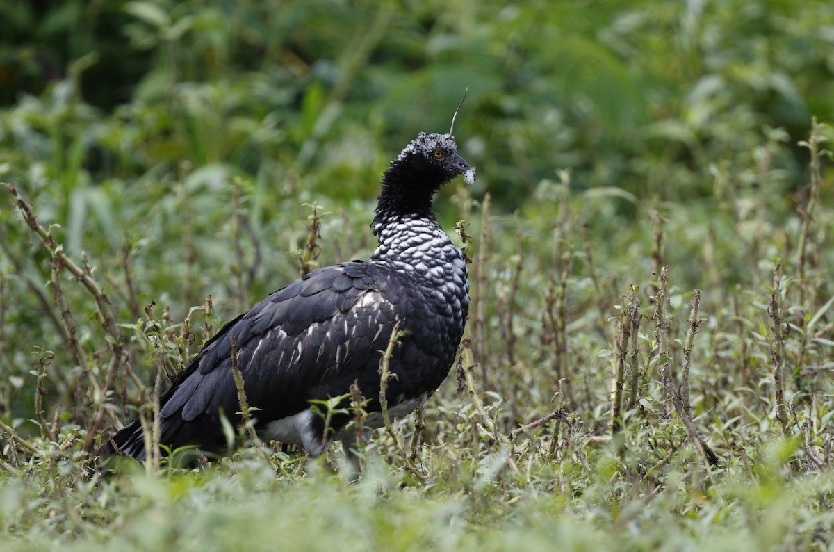 Horned Screamer - ML70042621