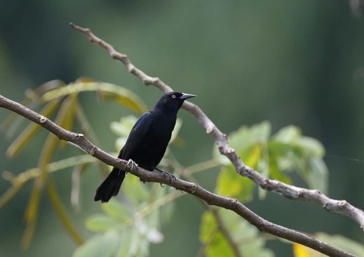 Pale-eyed Blackbird - Timo Mitzen