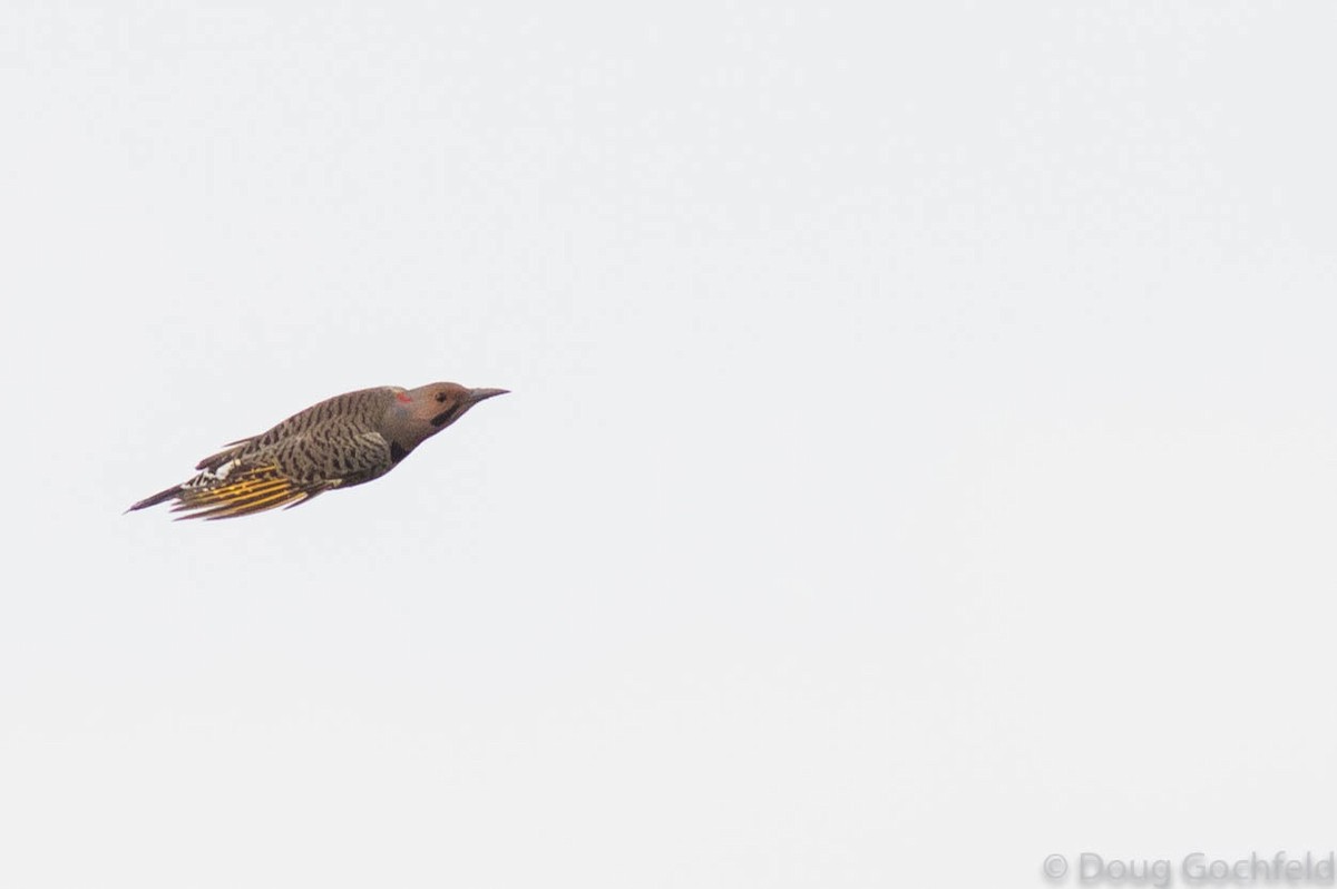 Northern Flicker (Yellow-shafted) - ML70043061