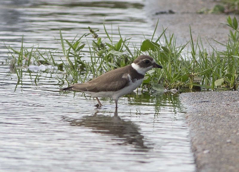 Semipalmated Plover - ML70044141