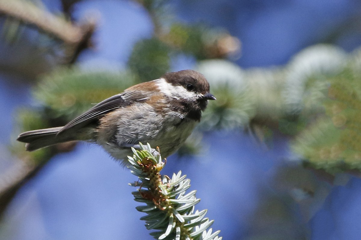 Mésange à dos marron - ML70044641