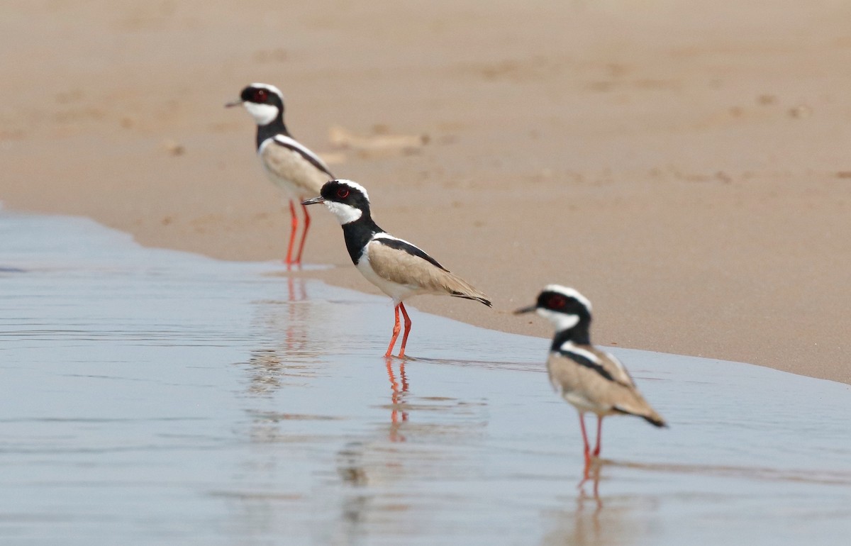 Pied Plover - Timo Mitzen
