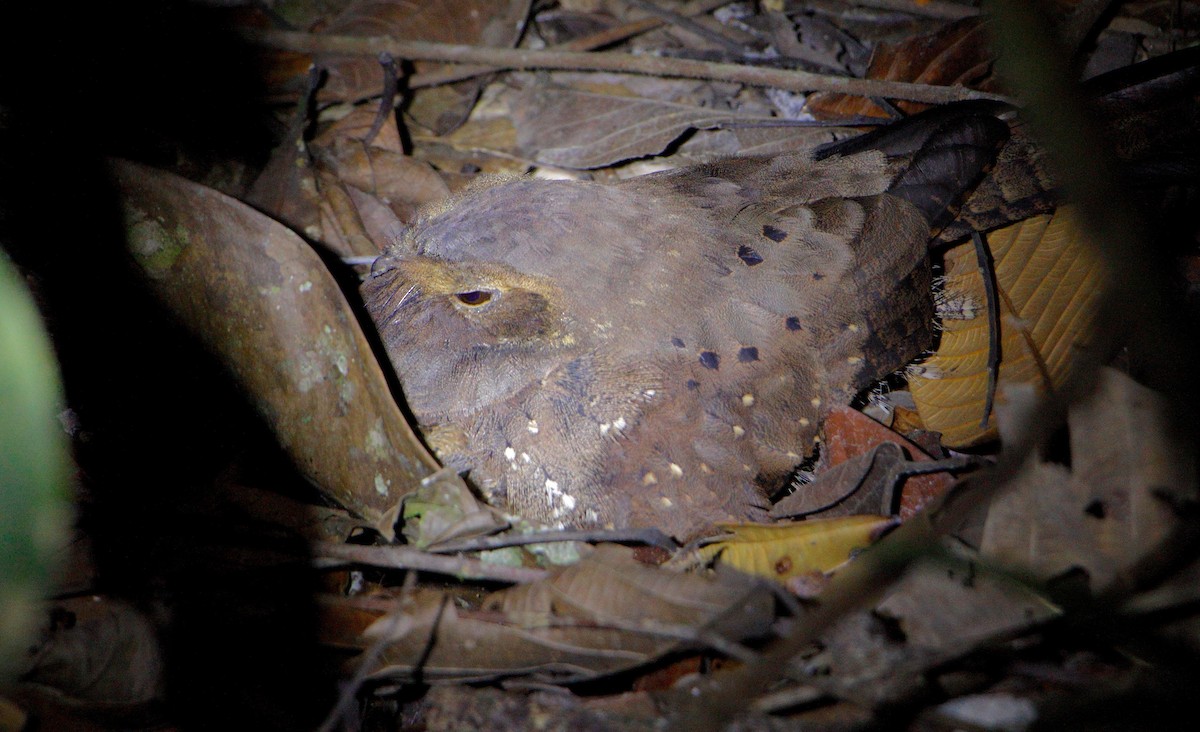 Ocellated Poorwill - ML70047921