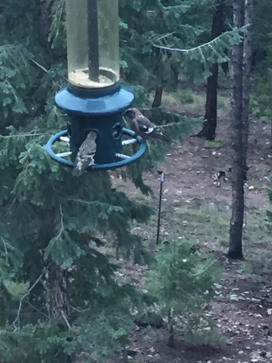 White-winged Crossbill - ML70048341