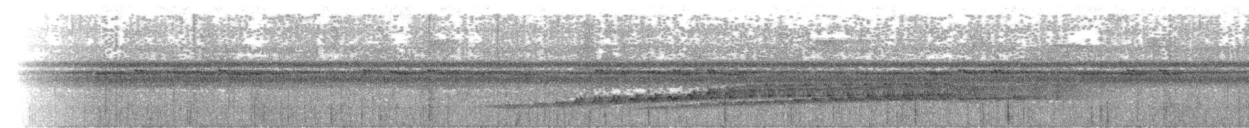 molukkdrongogjøk - ML700485